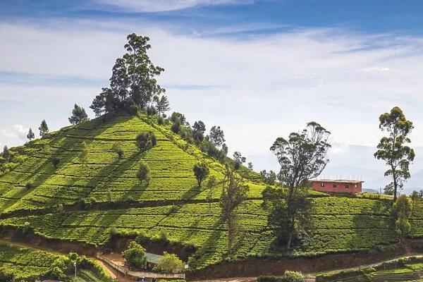 Green Mount View Two Bed Room Apartment Nuwara Eliya Exteriör bild